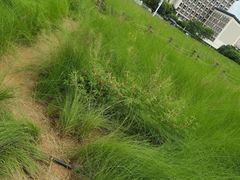 -红花山公园