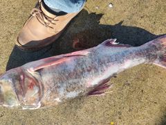 -庆岭迎宾园正宗活鱼馆