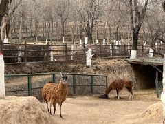 -青藏高原野生动物园
