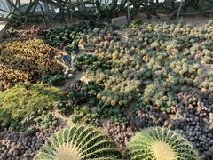 -深圳仙湖植物园