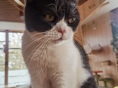 -猫的茶·猫咖
