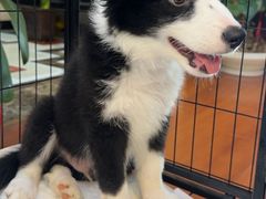 -唐小姐の猫狗洗护·购宠旗舰店(周浦万达店)