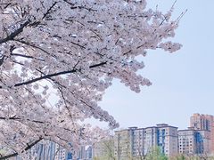 -洋湖国家湿地公园