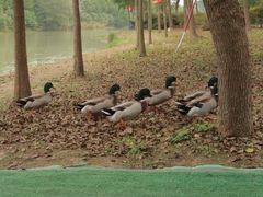 -合肥滨湖国家森林公园