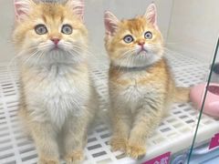 -lincat·猫舍(广州店)