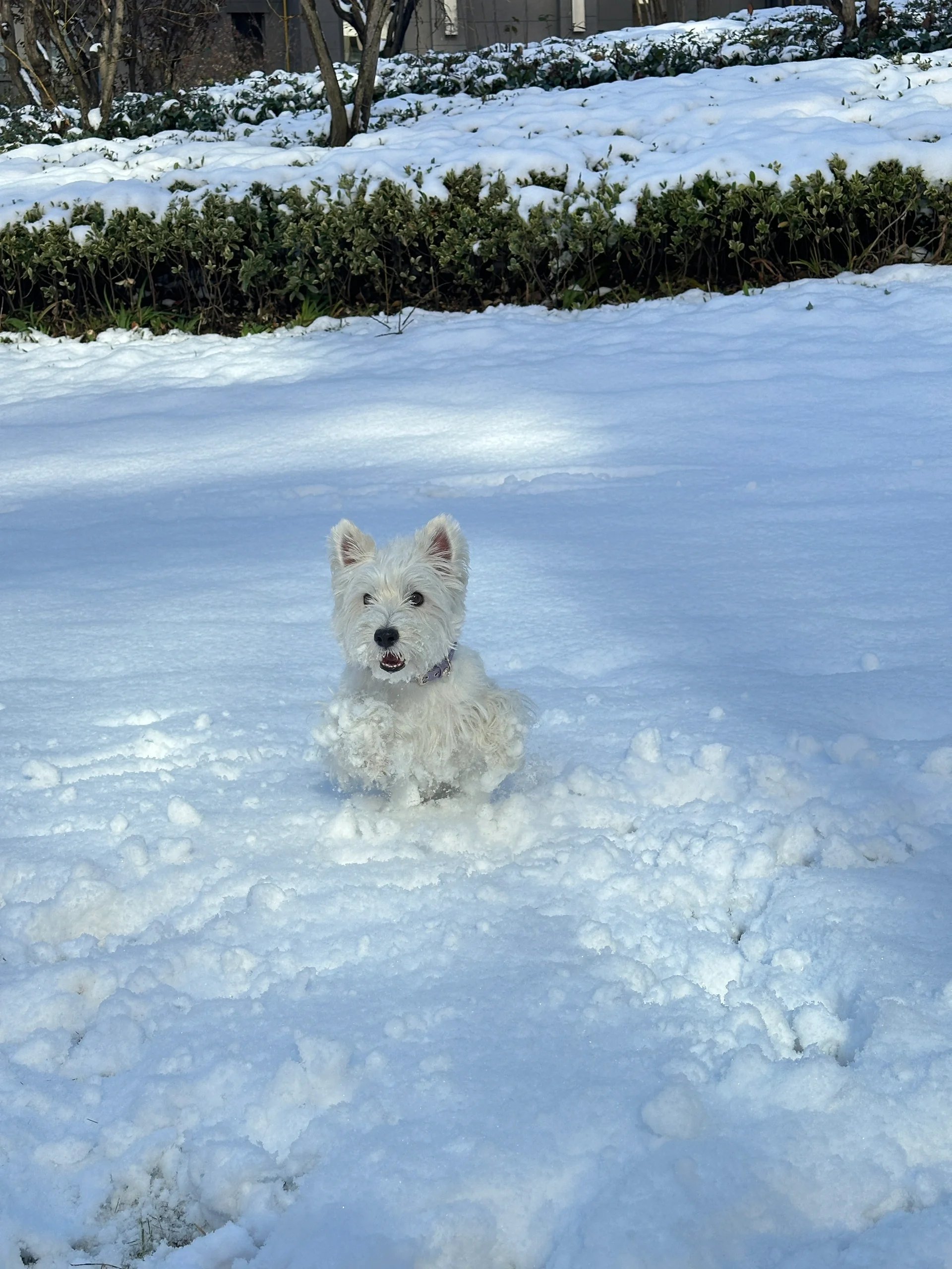 狗玩雪表情包图片