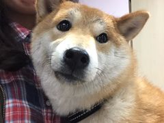 -哆趣宠物医院·眼科·内镜·急重症转诊中心(上海店)