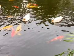 -顺德渔村·岭南一号