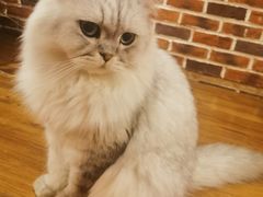 -猫友咖啡店(玉林西路店)