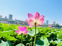 -莲花池公园
