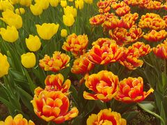 -洛阳郁金香牡丹园