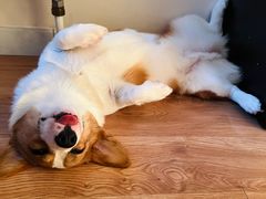 -多乐狗狗宠物训练工作室