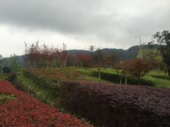 -铁山坪森林公园