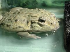 -上海大自然野生昆虫馆
