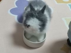 -猫猫幼稚园·撸猫·桌游·电玩