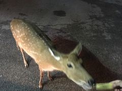 -清迈夜间动物园