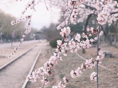 -永定河休闲森林公园