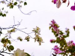 -长洲岛