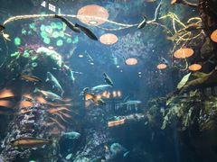 -西雅图水族馆