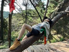 -鲁山国家森林公园