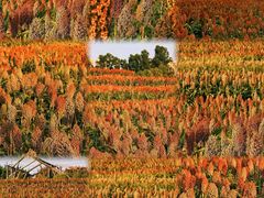 -三圣花乡旅游区