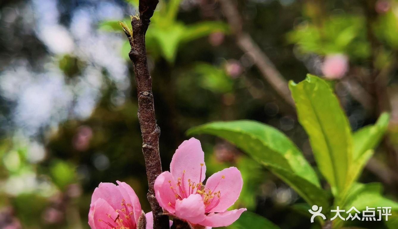 深圳人的后花园|暖暖的春风迎面桃花朵朵开
