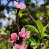 深圳人的后花园|暖暖的春风迎面桃花朵朵开