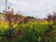 -南汇桃花村