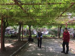 -嘉定紫藤园