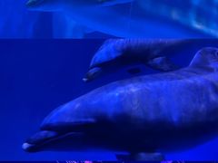 -海合安青岛极地海洋公园