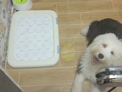 -宠物之家Pets Home 宠物寄养酒店