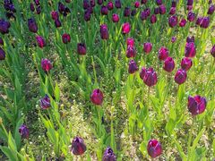 -长春公园(普阳街道)