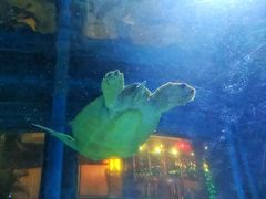 -北国之春国宴(乌兰察布店)