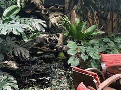 -Fern Forest Cafe