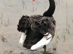 -天津东丽湖风景区