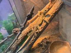 -青石桥花鸟鱼虫市场(叠翠城店)