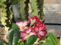 -北京植物园-展览温室