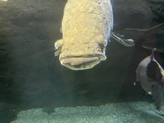 -大阪海游馆