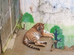 -栾川竹海野生动物园