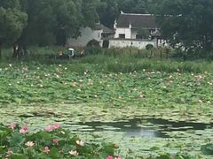 -洪湖生态旅游区