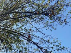 -广州神农草堂中医药博物馆