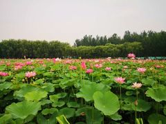-东郊湿地公园