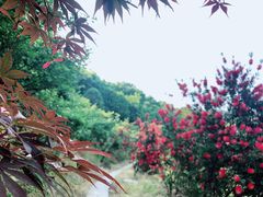 -铁山坪森林公园