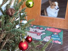 -有猫主题·治愈系猫咖(曾厝垵店)