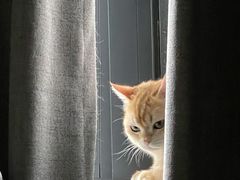 -猫大福·Fortune Cat猫舍(百子湾店)