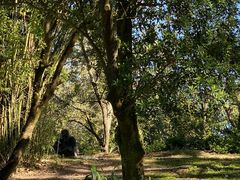 -奥兰多迪士尼动物王国乐园