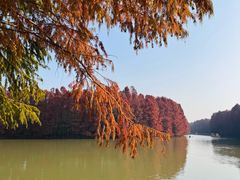 -上海海湾国家森林公园