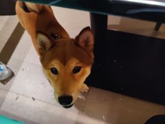 -程咬金小馆