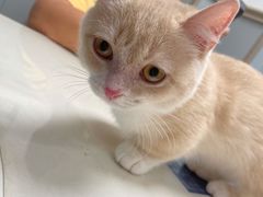 -伟伟宠物医院·CT影像中心·瑞派犬猫综合性门诊(汉口总院)