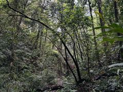 -旗山国家森林公园